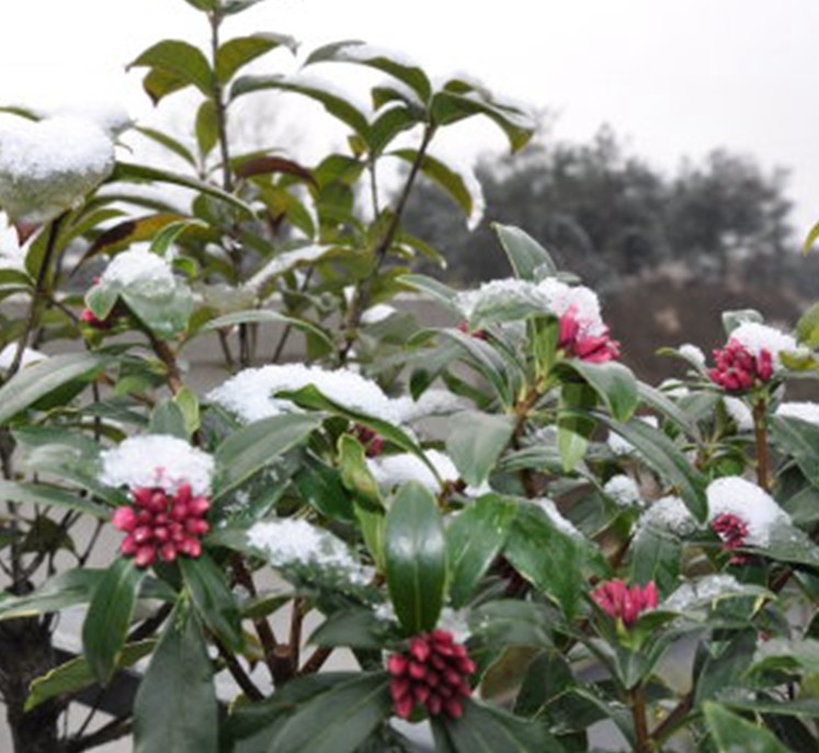 冬天该怎样给花卉浇水,冬天该怎样给花卉浇水最好