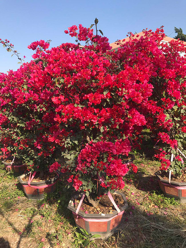 花卉大全有哪些品种图片,花卉1000种图片