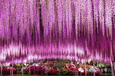 东京到足利花卉公园,东京足立区到市中心多少