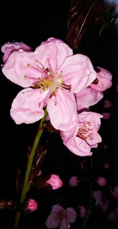 观看花卉美篇标题,赏花活动报道