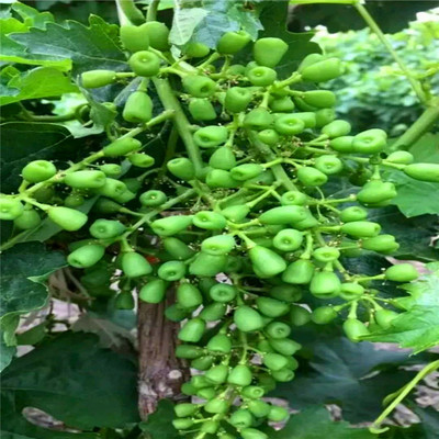 蓝宝石葡萄花卉修剪技术,蓝宝石葡萄的剪枝和管理