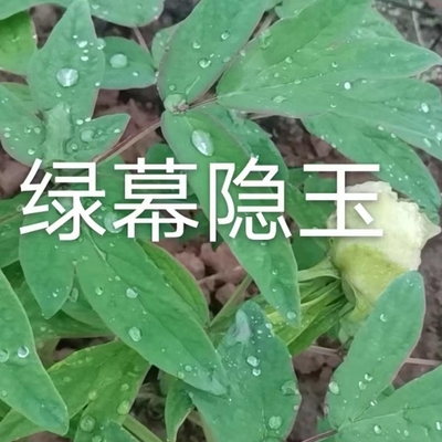 花坛类花卉生产技术,花坛施工工艺