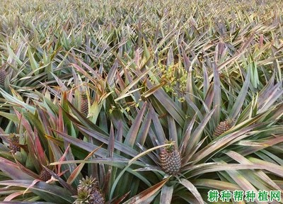 常州凤梨花卉肥料价钱,凤梨花施肥