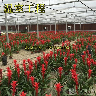 天津花卉大棚造价建造商,天津大棚种植基地