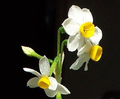 花卉租赁金牛区,成都花卉租赁有限公司