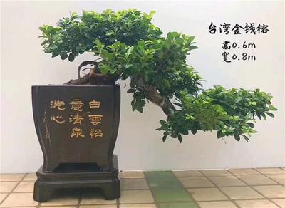 金钱树适合种植的花卉,金钱树种什么花盆