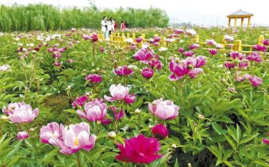 镇江企业花卉销售点,镇江花卉基地