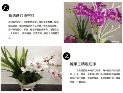 家居花卉蝴蝶兰图片,家庭蝴蝶兰图片