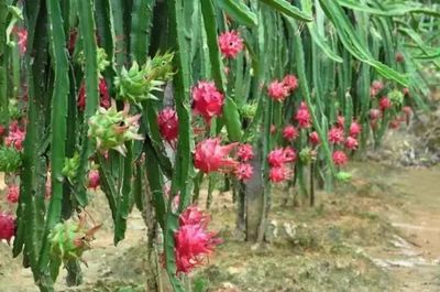 中国特有淡水花卉,中国特有淡水花卉排名