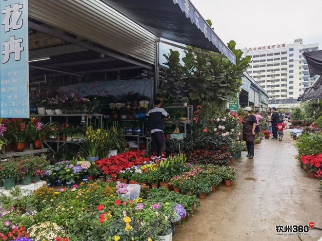 钦州办公室花卉出租,钦州花草批发在哪里