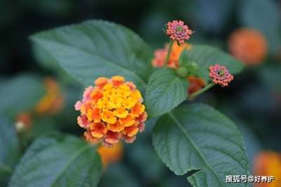 木本花卉要用氮肥吗吗,木本植物需要什么肥料