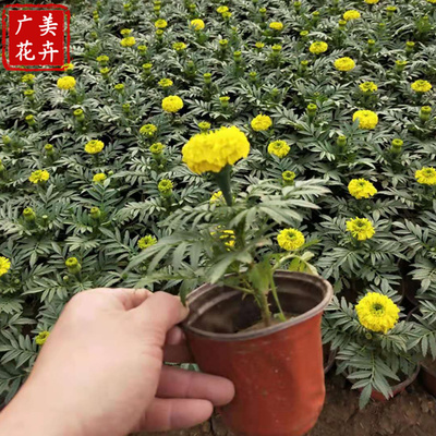 郑州花卉运输方式有哪些,郑州花卉有限公司