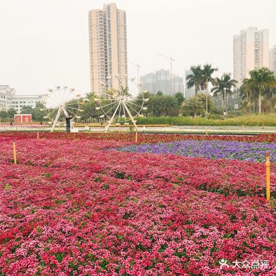 南宁花卉公园小区人口多少,南宁花卉公园小区人口多少